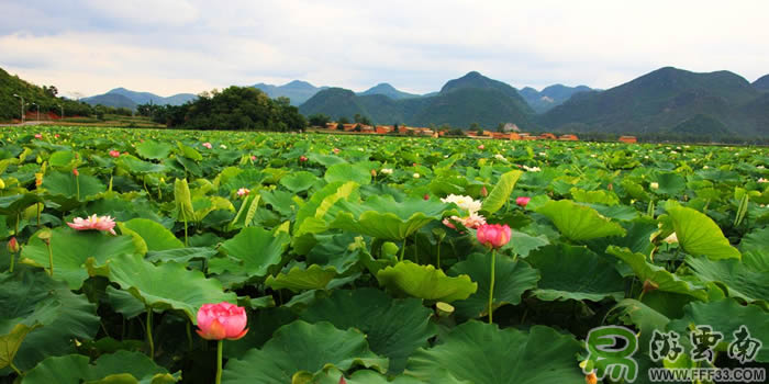 雲南文(wén)山(shān)普者黑